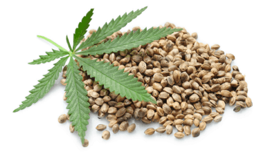 Different types of marijuana seeds