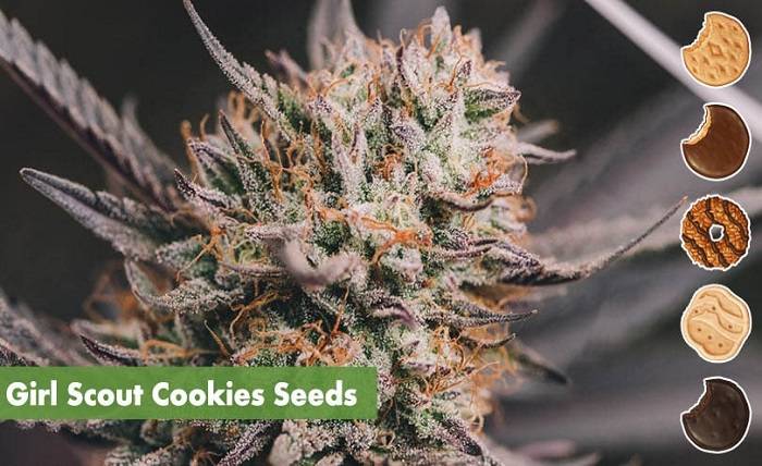 Girl Scout Cookies feminized seeds