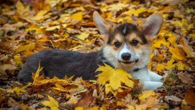 Autumn is an Excellent Time For Your Dogs