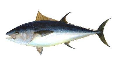 Tuna benefits side effects