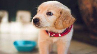4 Ways to Treat and Look After Your Puppy in Hot Weather