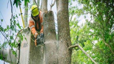 6 Reasons You Need Emergency Tree Removal Services