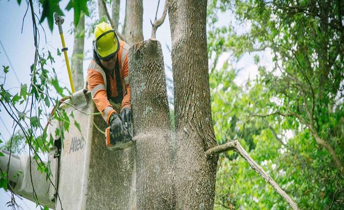 6 Reasons You Need Emergency Tree Removal Services
